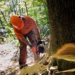 Columbia Británica anuncia planes para redistribuir la tenencia forestal a pequeños operadores y comunidades indígenas