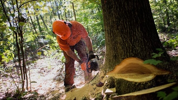 Columbia Británica anuncia planes para redistribuir la tenencia forestal a pequeños operadores y comunidades indígenas