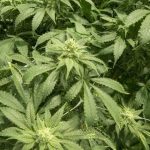 Los minoristas de cannabis con licencia pronto podrán entregar cannabis a su hogar en BC – BC News