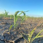 El municipio de Manitoba declara estado de desastre agrícola por sequía y calor récord
