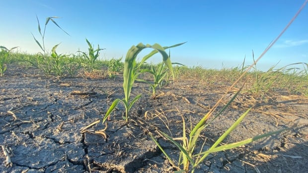 El municipio de Manitoba declara estado de desastre agrícola por sequía y calor récord
