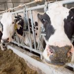 El costo de los productos lácteos puede aumentar ya que la comisión canadiense recomienda un aumento en los precios