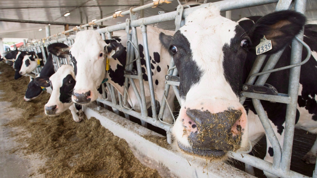 El costo de los productos lácteos puede aumentar ya que la comisión canadiense recomienda un aumento en los precios