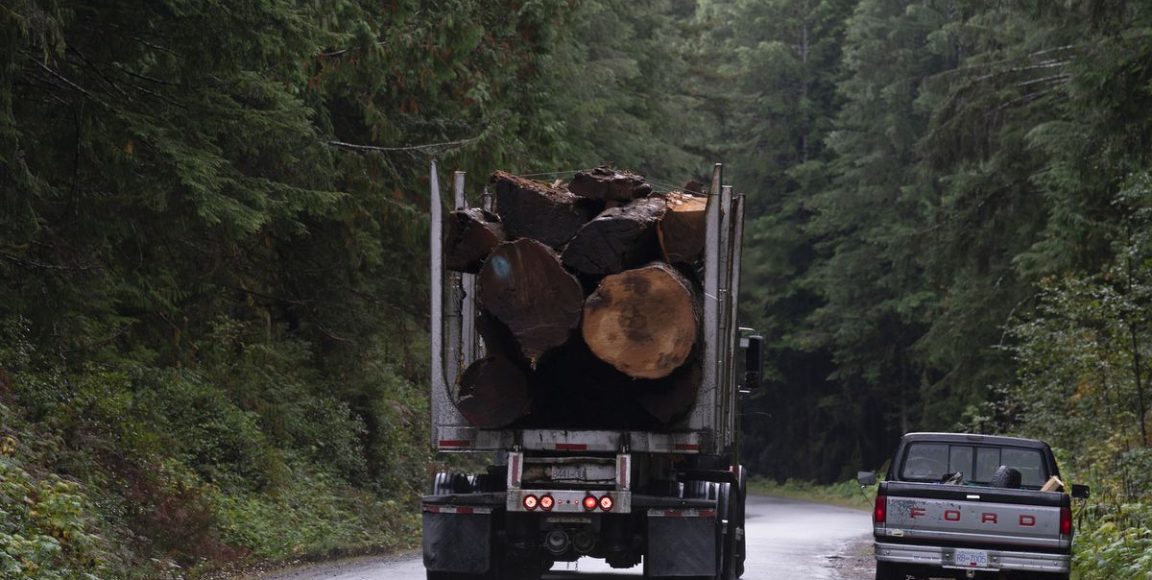 Columbia Británica busca suspender un tercio de sus antiguas operaciones de tala