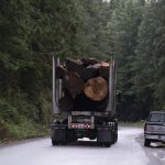 Columbia Británica busca suspender un tercio de sus antiguas operaciones de tala