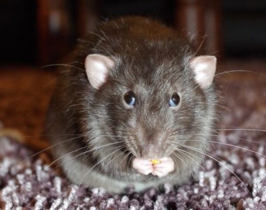 Se ha emitido un retiro de alimentos en todo Canadá luego de una infestación de roedores