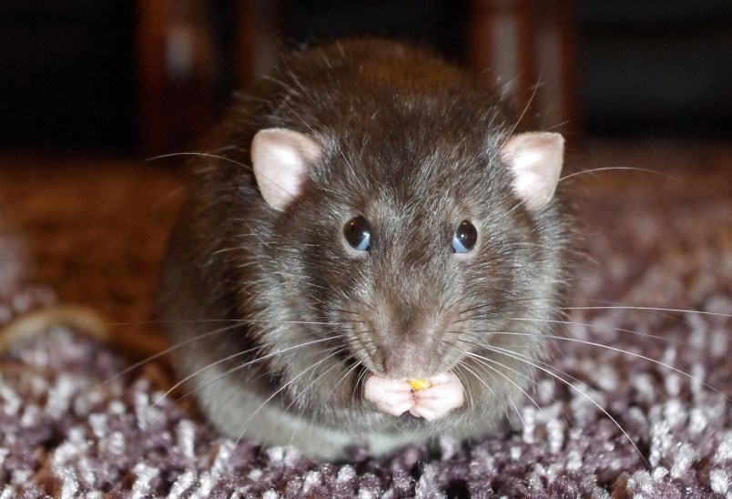 Se ha emitido un retiro de alimentos en todo Canadá luego de una infestación de roedores